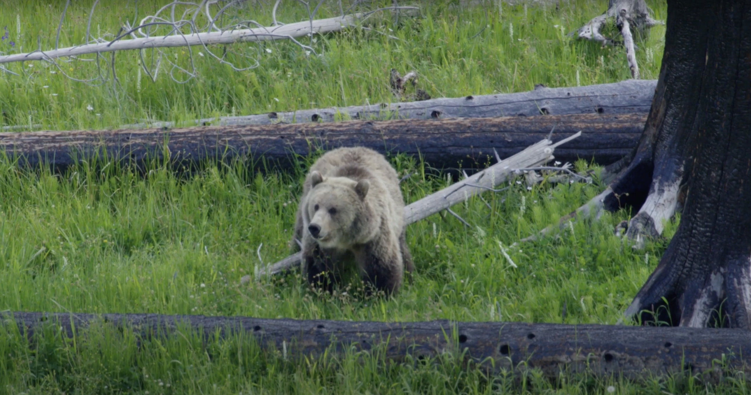 Snow The Grizzly Bear Spotted In Yellowstone – We Look At Her Story 